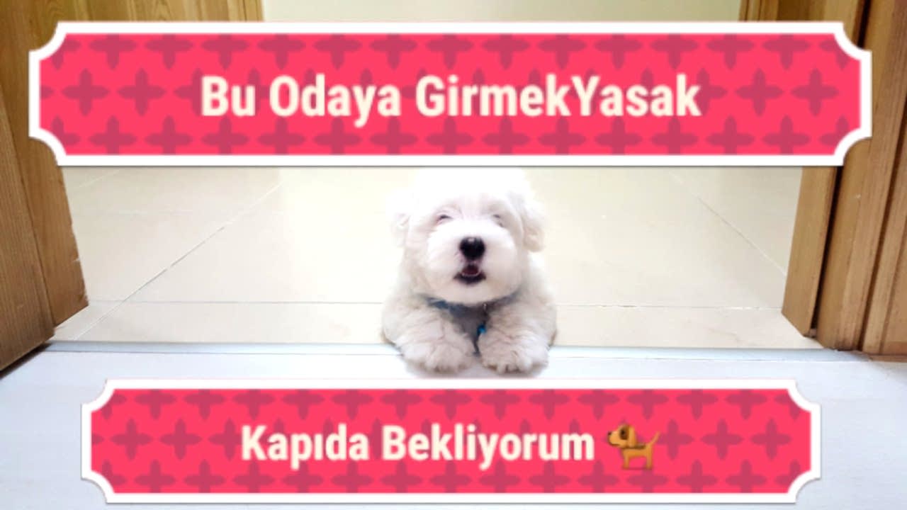 Köpeklerde Apartman Eğitimi