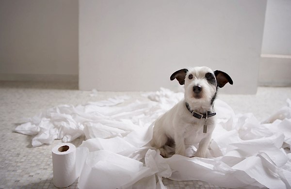 Köpeklerde Ev Eğitimi